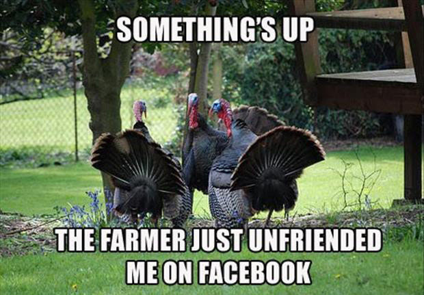 Turkey Thanksgiving Meme
 30 Funny animal captions part 9 30 pics