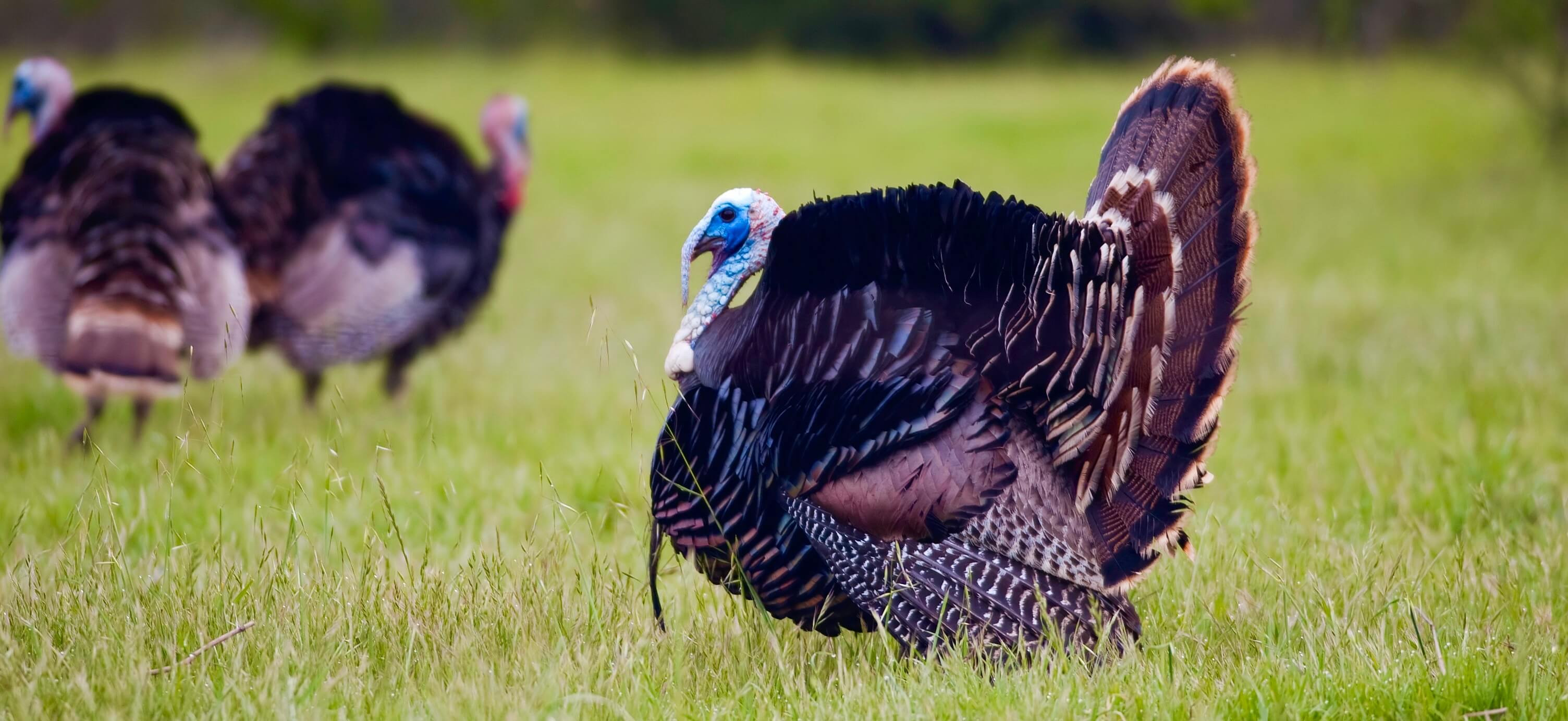 When To Buy Turkey For Thanksgiving
 Where to Buy a Thanksgiving Dinner Turkey in Kitsilano