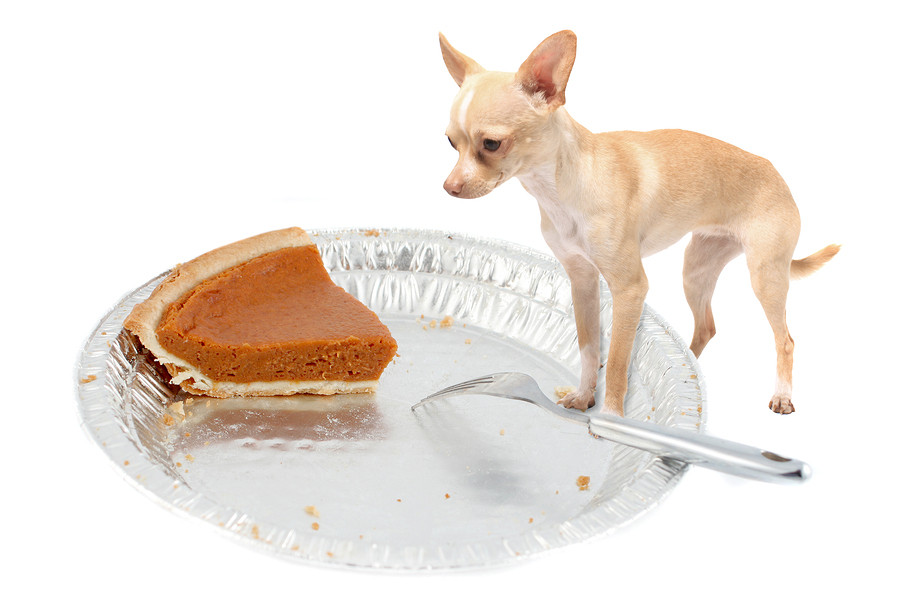 Why Do We Eat Pumpkin Pie On Thanksgiving
 Can Dogs Eat Turkey Thanksgiving FAQs Fetch Pet Care